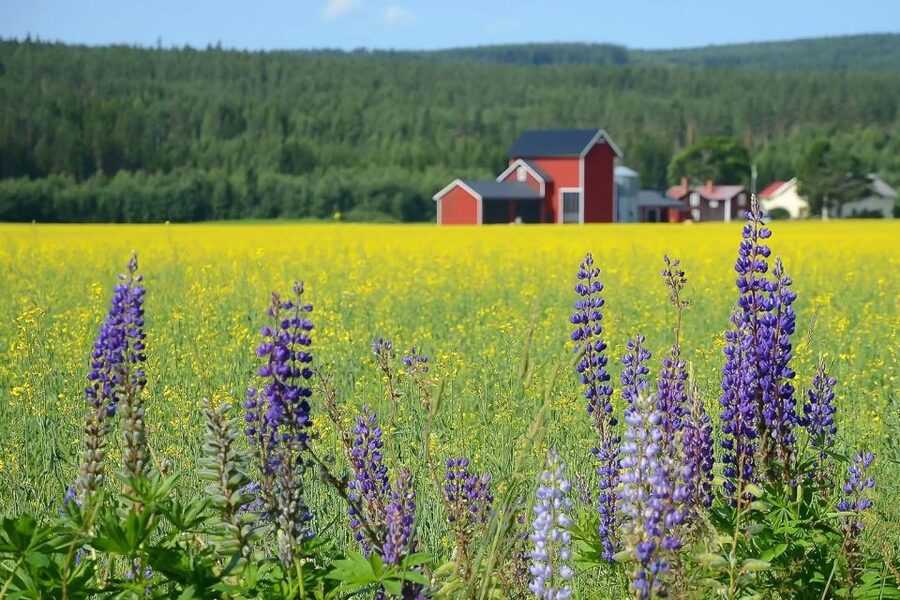 Stockholm: Evening Wildlife Safari with Midsummer Meal - Leaving Stockholm for rural Sweden