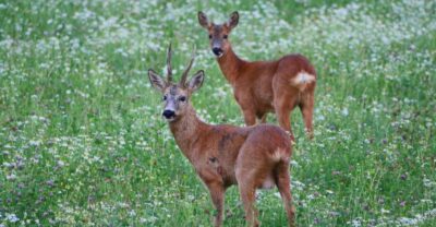 Evening Wildlife Safari with Midsummer Meal