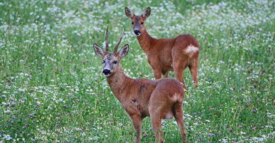Stockholm: Evening Wildlife Safari with Midsummer Meal - A short walk before the animal search
