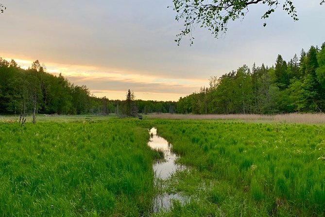 Stockholm: Sunset Hike in Tyresta National Park with Meal - Why Tyresta makes a good evening escape