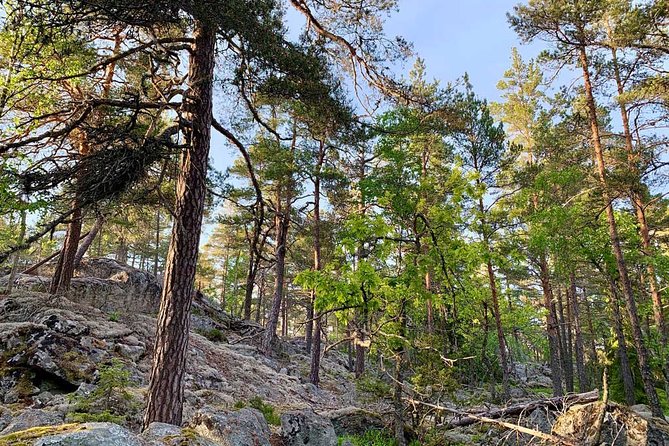 Stockholm: Sunset Hike in Tyresta National Park with Meal - The first 90 minutes among ancient trees