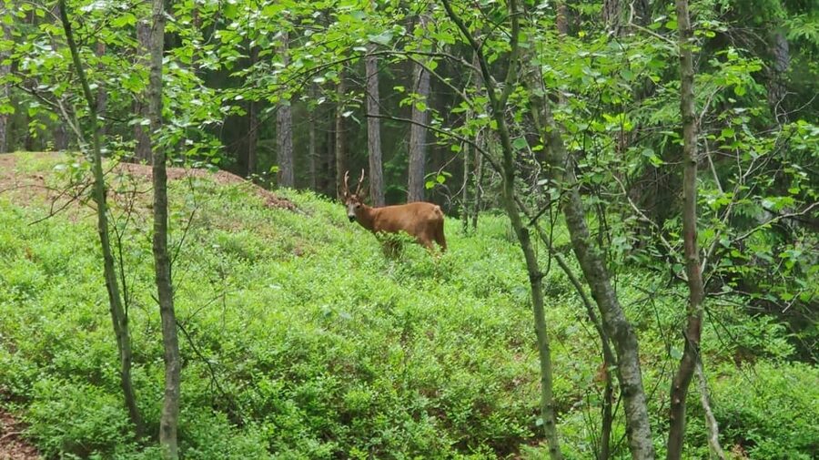 Stockholm: Wildlife Safari - What to bring for a comfortable evening