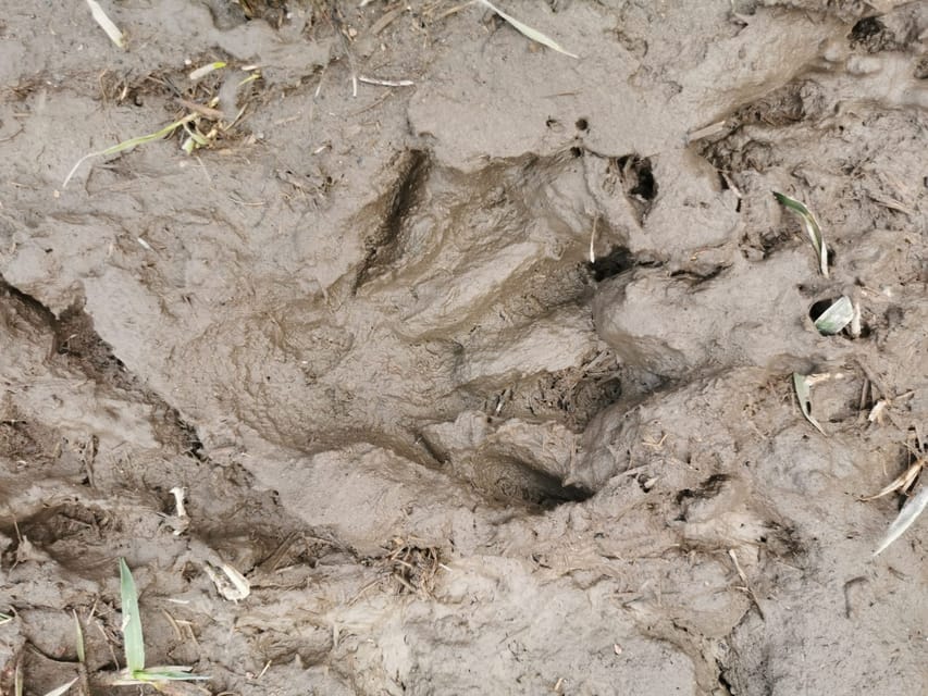 Stockholm: Wildlife Safari - Moose, deer, boar, and the luck factor