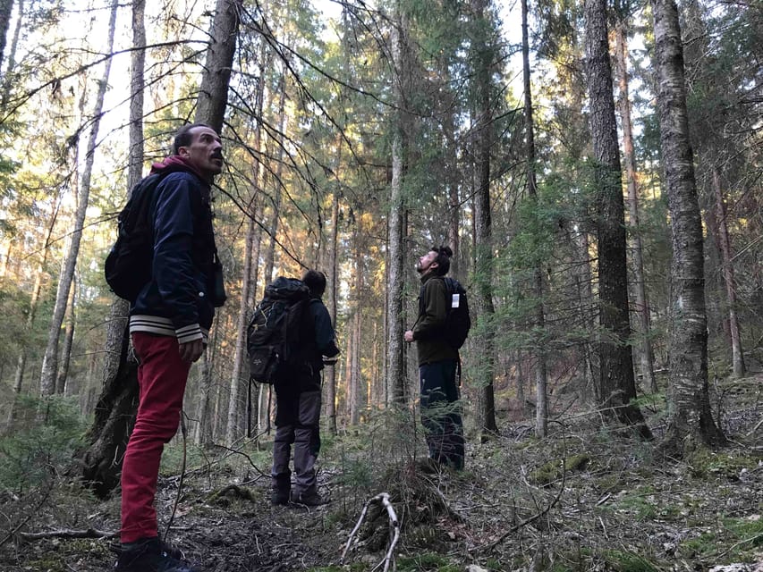 Stockholm: Wildlife Safari - Walking through the forest at dusk