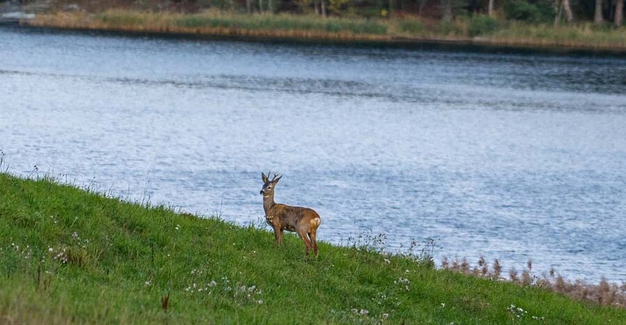 Stockholm: Wildlife Safari - After sunset, the forest changes