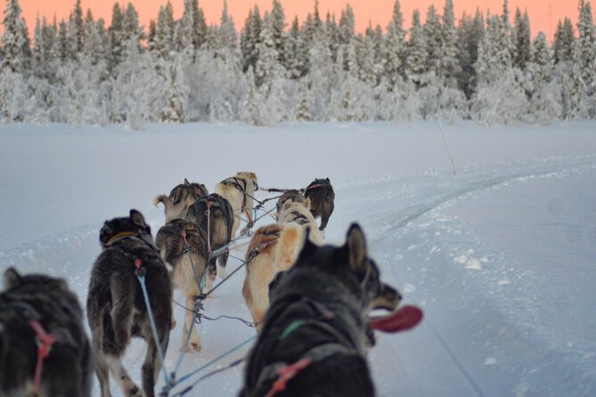 Sunrise Zen Husky Tour (10:00 to 13:00 - sitting on the sled) - Riding with fourteen dogs through Lapland