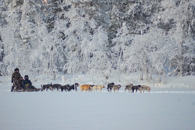Sunrise Zen Husky Tour (10:00 to 13:00 - sitting on the sled) - Photo stops, safety, and what you can record
