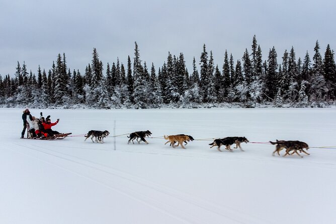 Sunrise Zen Husky Tour (10:00 to 13:00 - sitting on the sled) - Fika beside the open fire