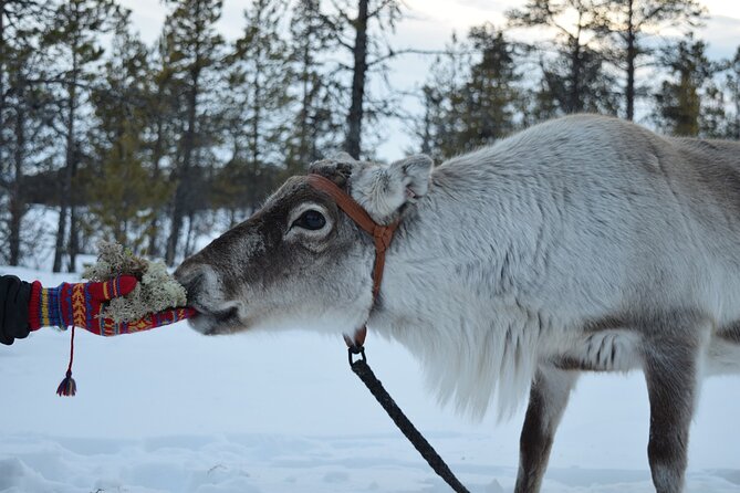Visit the Sami and Reindeer in a Day Trip from Abisko - Key points to know before you go