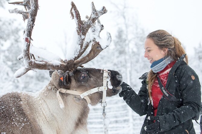 Visit the Sami and Reindeer in a Day Trip from Abisko - The reindeer feeding is the day’s hands-on moment