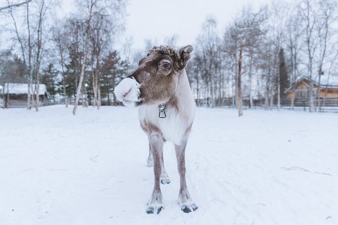 Visit the Sami and Reindeer in a Day Trip from Abisko - Who will enjoy the three-hour museum stop?