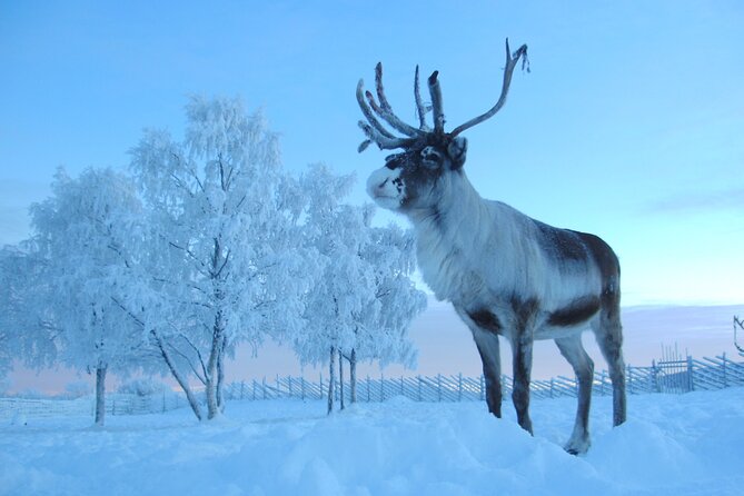 Visit the Sami and Reindeer in a Day Trip from Abisko - Nutti Sámi Siida puts culture before spectacle