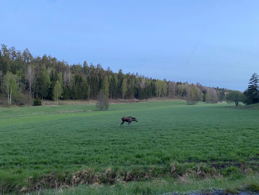 Wolf and Wildlife Tracking in Sweden - Entering wolf territory outside Stockholm