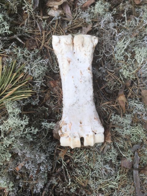 Wolf and Wildlife Tracking in Sweden - Reading footprints, droppings, and kills