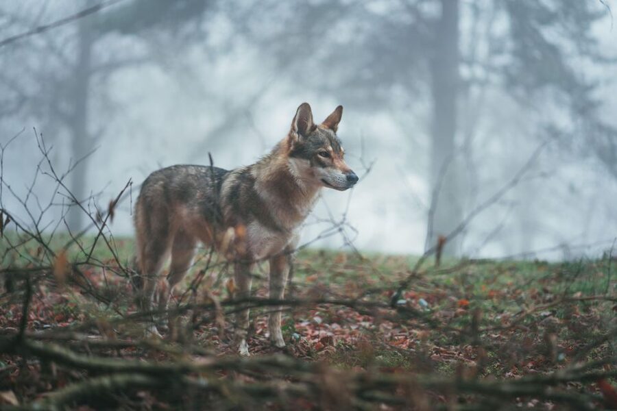 Wolf and Wildlife Tracking in Sweden - Is $202 good value?