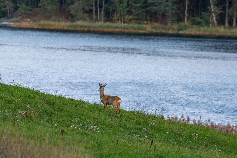 Wolf and Wildlife Tracking in Sweden - Who will enjoy this experience most?